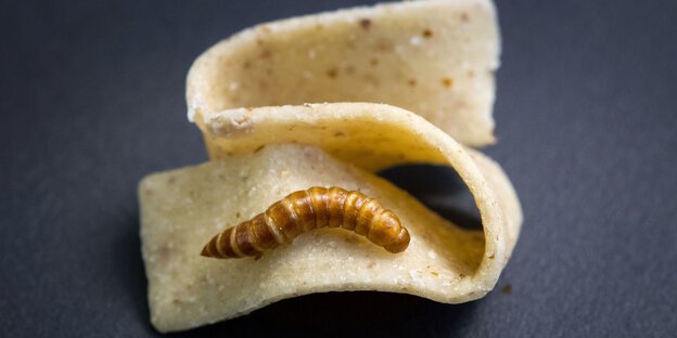 Eine Bandnudel aus Insektenmehl Eine Bandnudel aus Insektenmehl