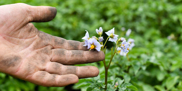 Ein Bio-Landwirt hält eine Kartoffelblüte auf dem Feld seines Biolandgartens in der Hand Ein Bio-Landwirt hält eine Kartoffelblüte auf dem Feld seines Biolandgartens in der Hand