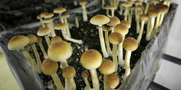 Viele kleine Pilze in einem Kasten Viele kleine Pilze in einem Kasten