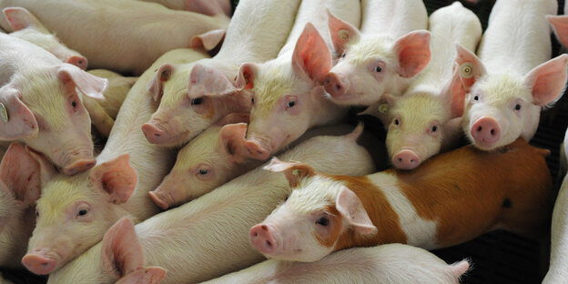 Viele Ferkel in einem Stall