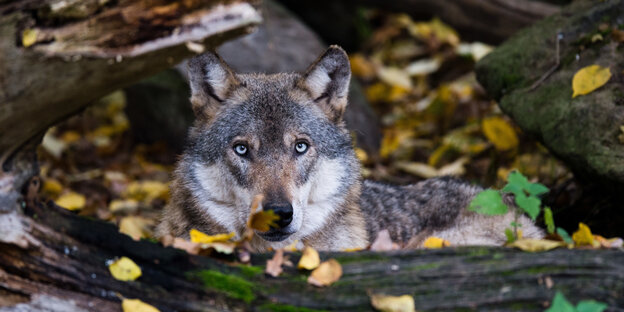 Ein Wolf liegt hinter einem Baumstamm.