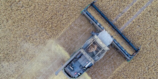 Ein Mähdrescher auf Erntefahrt in einem Weizenfeld Ein Mähdrescher auf Erntefahrt in einem Weizenfeld