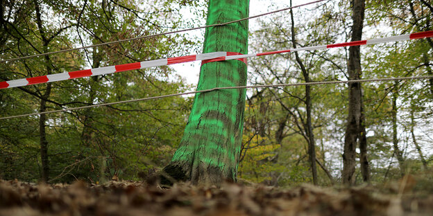 Im Hambacher Forst hängt ein Flatterband an einem Baum Im Hambacher Forst hängt ein Flatterband an einem Baum