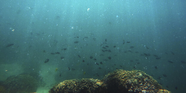 Blick auf Korallen unter Wasser. Lichtstrahlen fallen nach unten Blick auf Korallen unter Wasser. Lichtstrahlen fallen nach unten