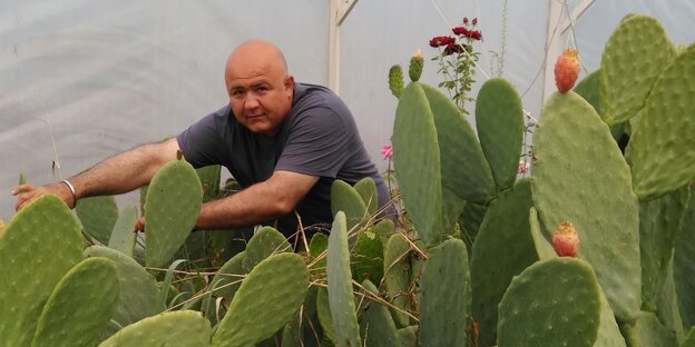 Ein Mann steht in einem Berg aus stacheligen grünen Kaktusblättern Ein Mann steht in einem Berg aus stacheligen grünen Kaktusblättern