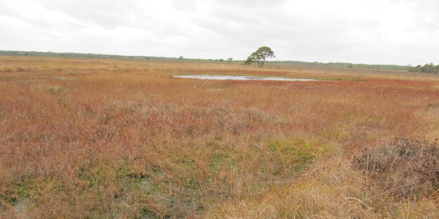 Eine Moorlandschaft ohne Bäume. Eine Moorlandschaft ohne Bäume.