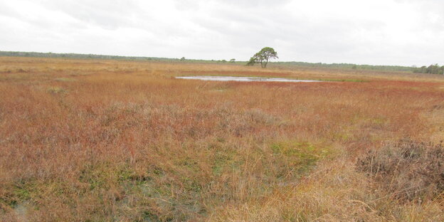 Eine Moorlandschaft ohne Bäume.