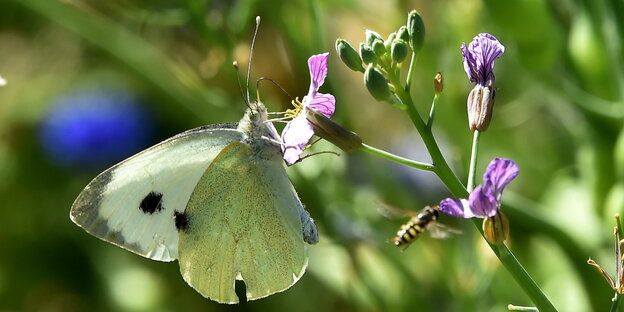 Ein Schmetterling sitzt auf einer Blume auf einer hohen Wiese Ein Schmetterling sitzt auf einer Blume auf einer hohen Wiese
