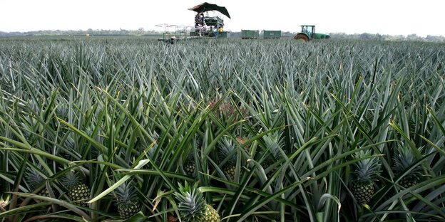 Ananasplantage in Costa Rica