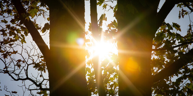 Sonne zwischen zwei Bäumen mit trockenem Laub