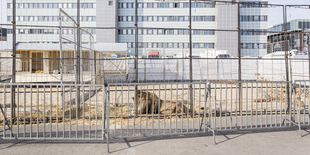 Ein Löwe liegt auf dem Hamburger Hieligengeistfeld vor einem Hochhaus. Ein Löwe liegt auf dem Hamburger Hieligengeistfeld vor einem Hochhaus.