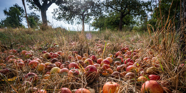 Herabgefallene reife Äpfel liegen unter einem Baum auf einer Streuobstwiese Herabgefallene reife Äpfel liegen unter einem Baum auf einer Streuobstwiese