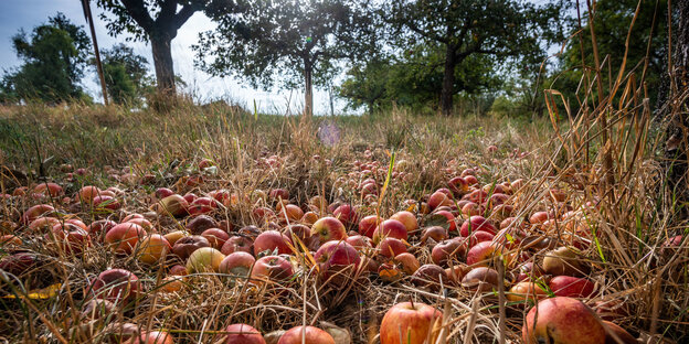 Herabgefallene reife Äpfel liegen unter einem Baum auf einer Streuobstwiese