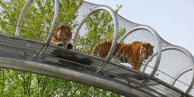 Zwei Tiger in einem Käfig Zwei Tiger in einem Käfig
