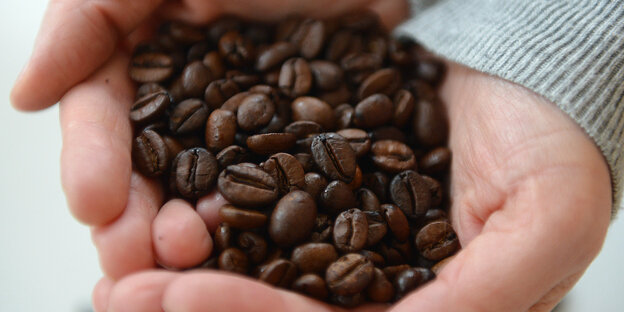 In zwei verschränkten Händen liegen Kaffeebohnen In zwei verschränkten Händen liegen Kaffeebohnen