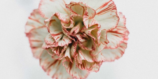 Eine Blüte in weiß-rot Eine Blüte in weiß-rot