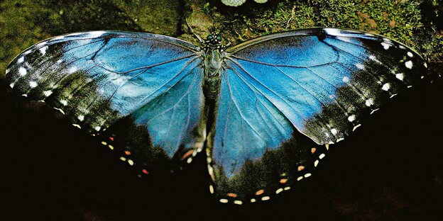 Ein blauer Schmetterling aus der Gattung der Morphos Ein blauer Schmetterling aus der Gattung der Morphos
