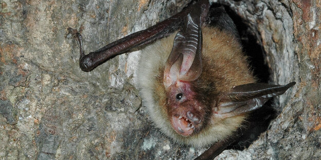 Eine Bechsteinfledermaus Eine Bechsteinfledermaus