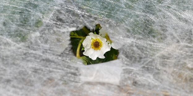Durch ein Loch in einem Stoff ist eine weiße Blume zu sehen Durch ein Loch in einem Stoff ist eine weiße Blume zu sehen