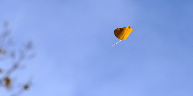Ein Herbstblatt fällt vor blauem Himmel von einem Baum Ein Herbstblatt fällt vor blauem Himmel von einem Baum