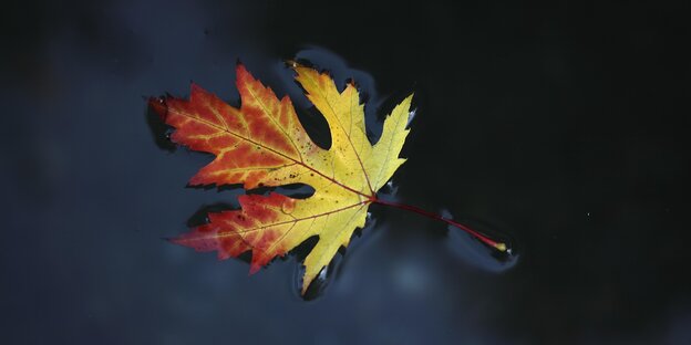 Ein buntes Herbstblatt liegft auf dem Boden Ein buntes Herbstblatt liegft auf dem Boden
