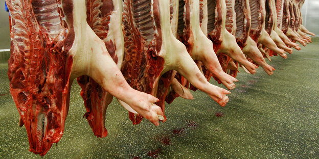 Schweinehälften hängen hintereinander in einem Schlachthof. Schweinehälften hängen hintereinander in einem Schlachthof.