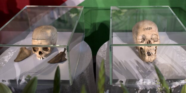 Während eines Gedenkgottesdienstes der EKD und der namibischen Partnerkirchen in Berlin wurden diese Schädel gezeigt. Das Gedenken ist zur Erinnerung an die afrikanischen Opfer von Versklavung, Kolonialismus und rassistischer Gewalt. Während eines Gedenkgottesdienstes der EKD und der namibischen Partnerkirchen in Berlin wurden diese Schädel gezeigt. Das Gedenken ist zur Erinnerung an die afrikanischen Opfer von Versklavung, Kolonialismus und rassistischer Gewalt.