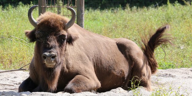 ein Wisent liegt in einer Sandgrube ein Wisent liegt in einer Sandgrube