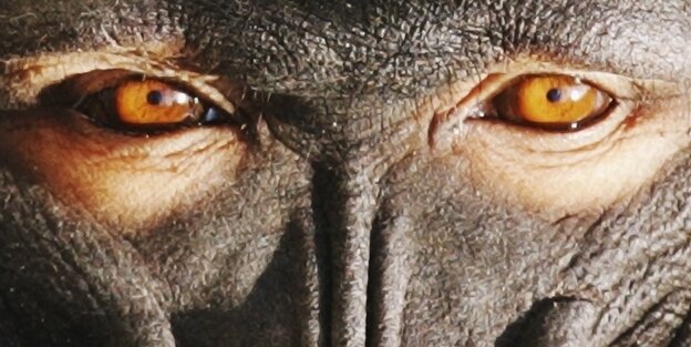 Die Augen eines Affens Die Augen eines Affens