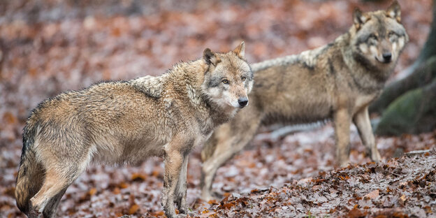 Zwei Wölfe im Wald Zwei Wölfe im Wald