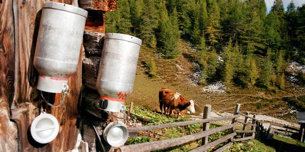 Eine Kuh steht auf einer Weide in den Alpen, zwei Milchkannen hängen an einem Holzhaus Eine Kuh steht auf einer Weide in den Alpen, zwei Milchkannen hängen an einem Holzhaus