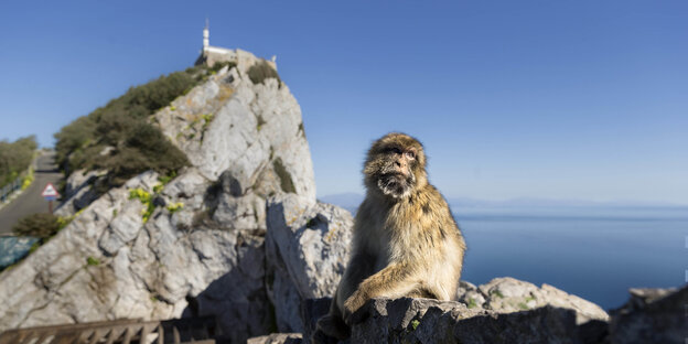 Ein Affe auf einem Felsen