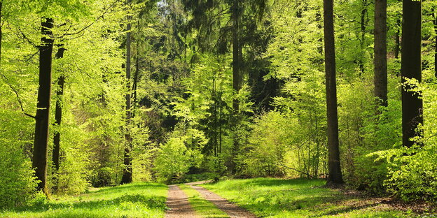 Waldweg im Bergischen land in Nordrhein-Westfalen Waldweg im Bergischen land in Nordrhein-Westfalen