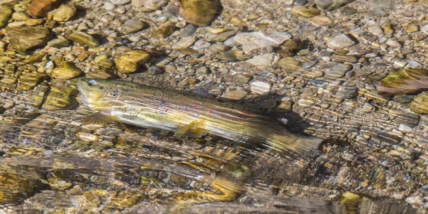 Eine Forelle schwimmt durch einen Bach