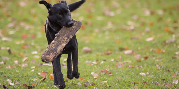 Ein Hund mit einem Brett im Maul geht über eine Wiese Ein Hund mit einem Brett im Maul geht über eine Wiese