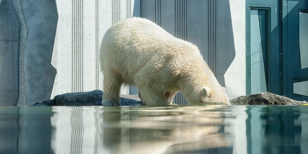 Ein Eisbär taucht seinen Kopf unter Wasser Ein Eisbär taucht seinen Kopf unter Wasser