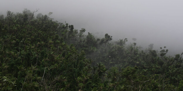 Regenwald in Puerto Rico