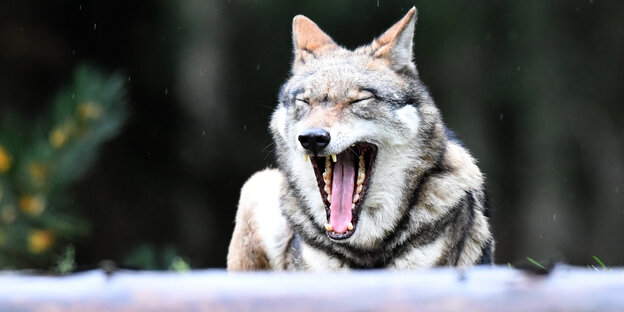 Gähnender Wolf Gähnender Wolf
