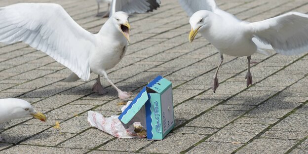 Möwen fliegen um eine heruntergefallene Packung Fish and Chips Möwen fliegen um eine heruntergefallene Packung Fish and Chips