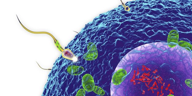 Grafische Darstellung: Ein Spermium dringt durch die Zellhülle in eine Eizelle ein Grafische Darstellung: Ein Spermium dringt durch die Zellhülle in eine Eizelle ein