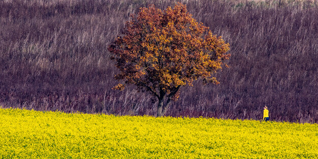 Brauner Baum vor gelbem Feld. Brauner Baum vor gelbem Feld.