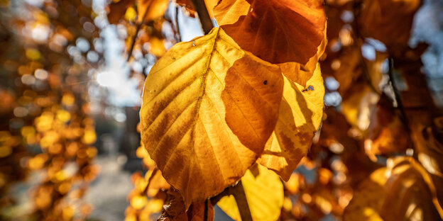 Herbstlaub im Sonnenlicht Herbstlaub im Sonnenlicht