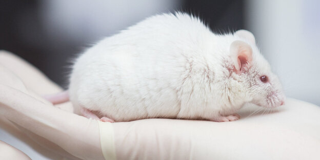 Eine wissenschaftliche Mitarbeiterin hält eine weiße Maus in ihrer Hand Eine wissenschaftliche Mitarbeiterin hält eine weiße Maus in ihrer Hand