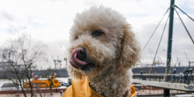 Ein Hund unter grauem Himmel vor Hamburger Hafenkulisse Ein Hund unter grauem Himmel vor Hamburger Hafenkulisse