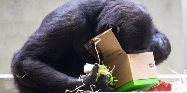 Ein Gorilla steckt seinen Kopf in ein Paket mit Futter Ein Gorilla steckt seinen Kopf in ein Paket mit Futter
