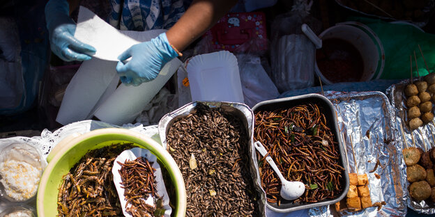 Eine Frau verkauft im Preußenpark in Berlin-Wilmersdorf gegrillte Insekten. In einem Berliner Park gibt es an den Wochenenden einen großen Markt mit Straßenküchen wie in Asien. Eine Frau verkauft im Preußenpark in Berlin-Wilmersdorf gegrillte Insekten. In einem Berliner Park gibt es an den Wochenenden einen großen Markt mit Straßenküchen wie in Asien.