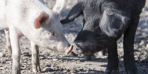 Ein schwarzes Alpenschwein und ein herkömmliches Hausschwein stehen in ihrem Gehege Rüssel an Rüssel aneinander.