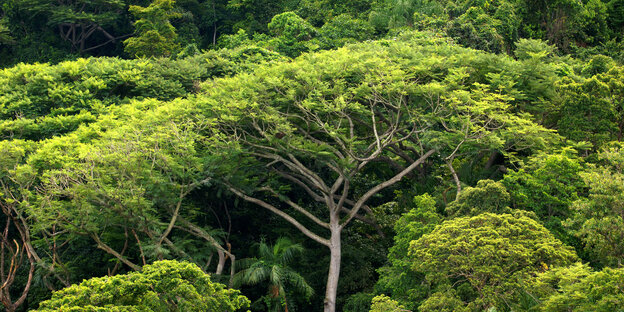 Der Amazonas in Brasilien aus der Luft Der Amazonas in Brasilien aus der Luft