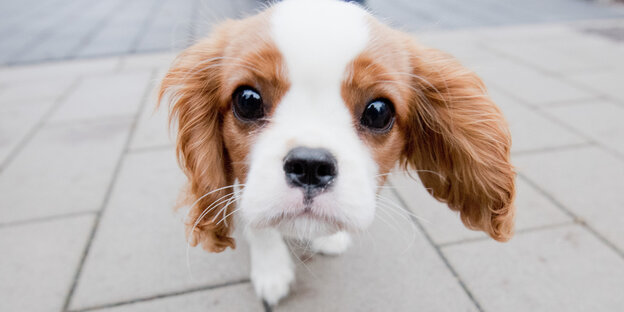 Ein junger Hund der Rasse Cavalier King Charles Spaniel Ein junger Hund der Rasse Cavalier King Charles Spaniel