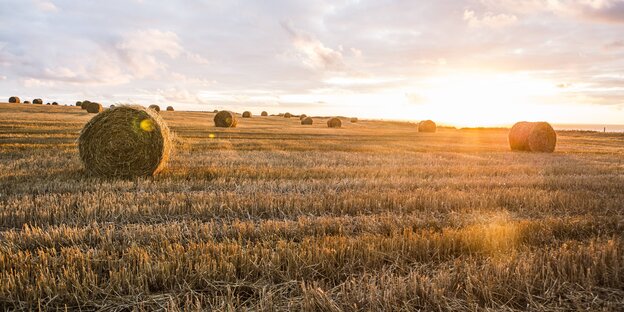 Strohballen liegen auf einem Feld in der Normandie